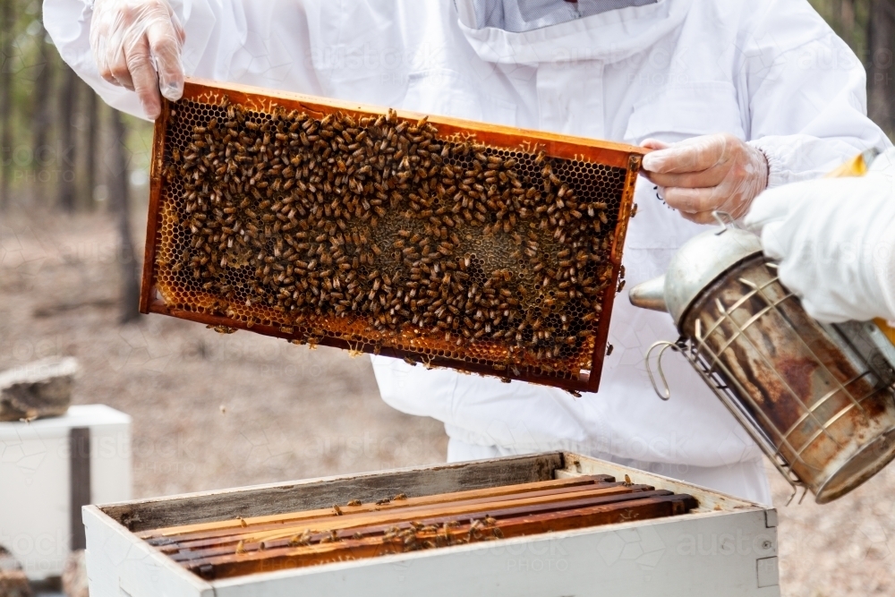 Image of Beekeeper harvesting frames of honey from beehive Super