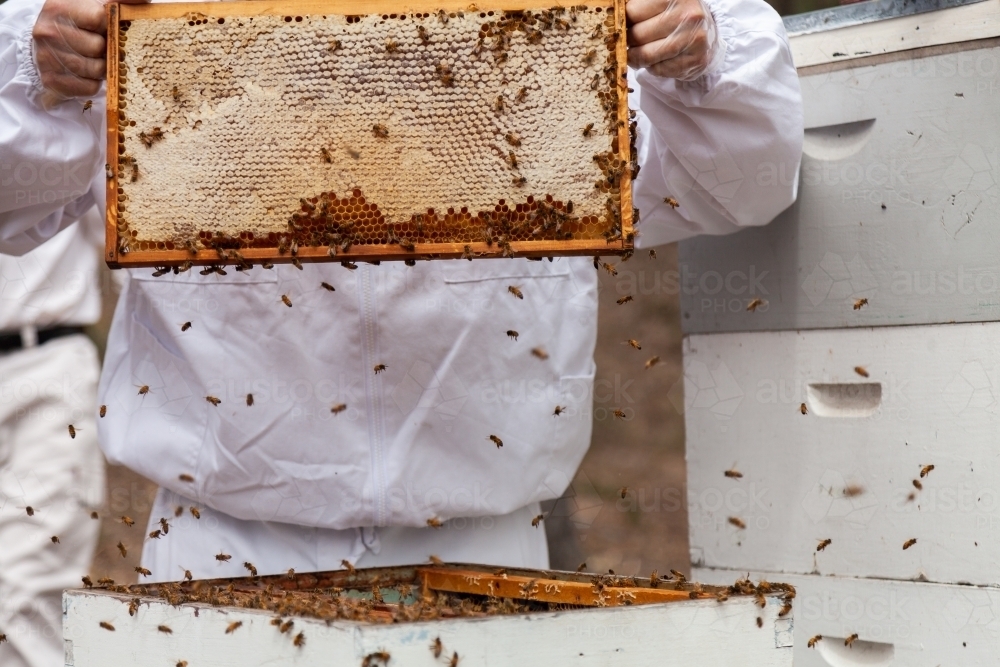 Image of Beekeeper harvesting frames of honey from beehive Super