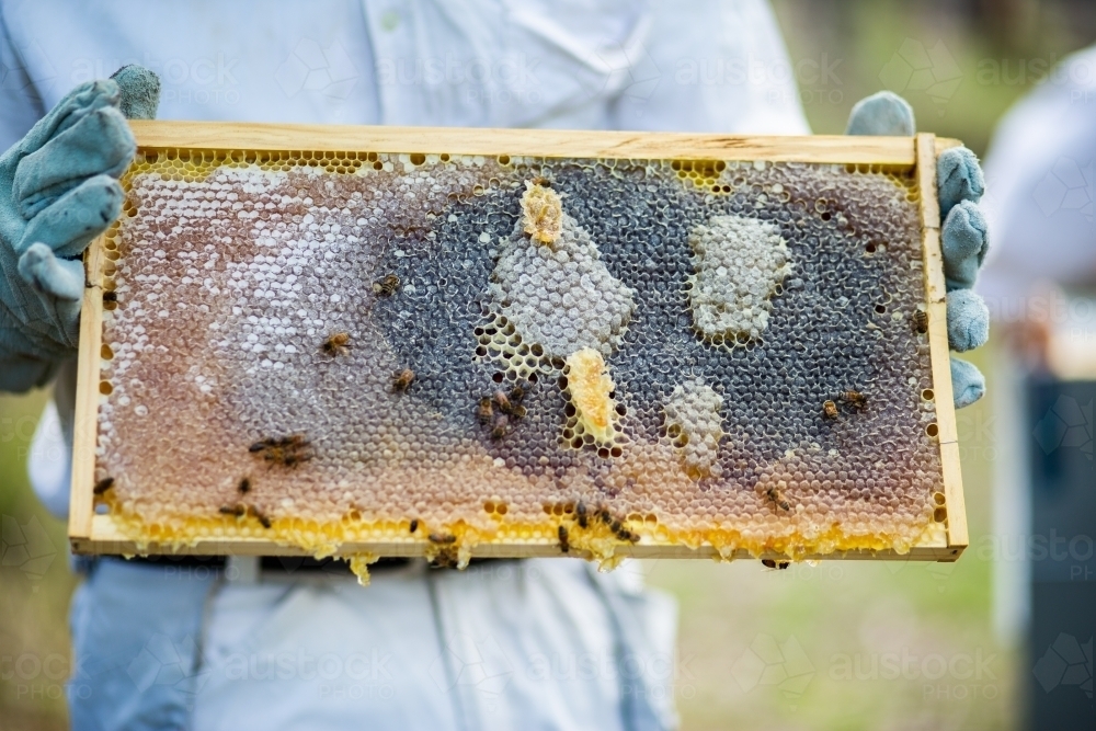 Beekeeper holding frame full of honey and bees - Australian Stock Image