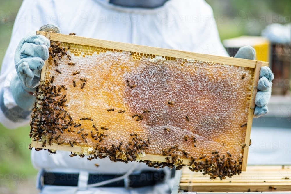 Beekeeper holding frame full of honey and bees - Australian Stock Image
