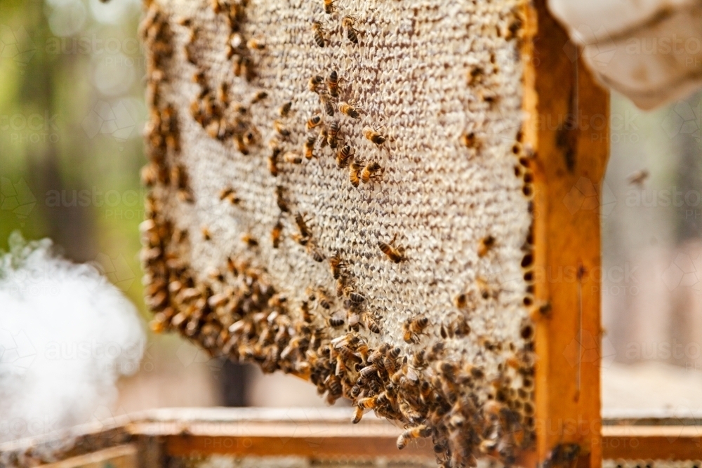 Beekeeper lifting capped honeycomb from beehive - Australian Stock Image
