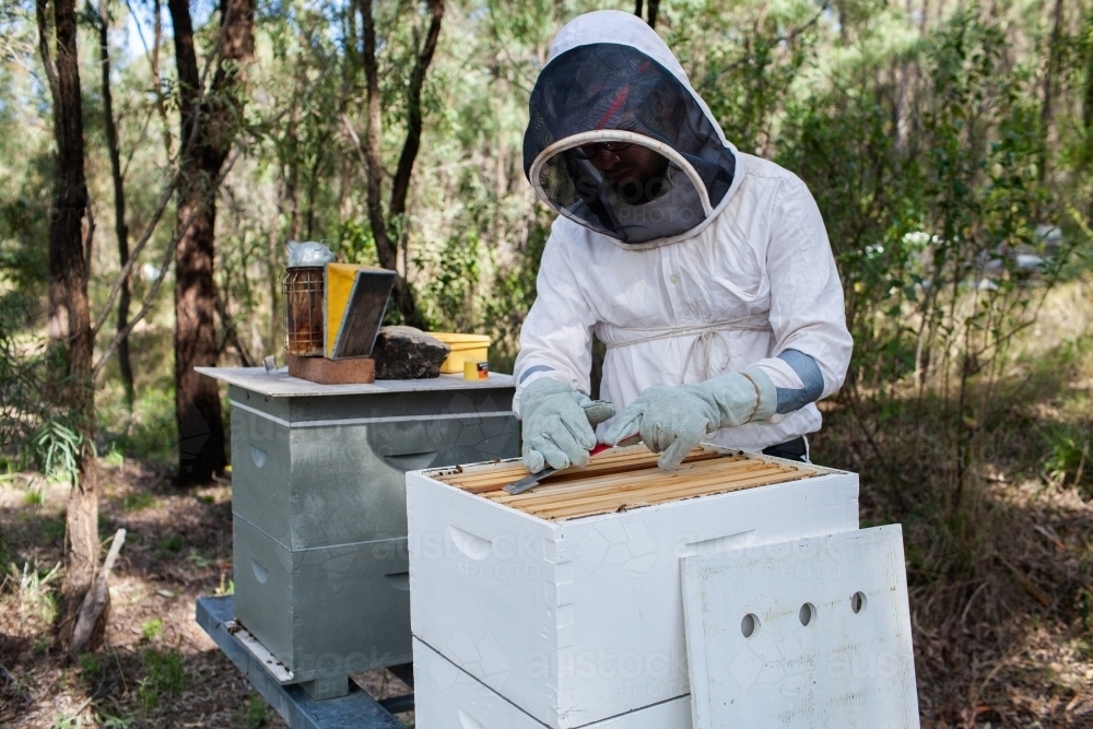 Beekeeper scraping wax off frames to unstick them for harvest - Australian Stock Image