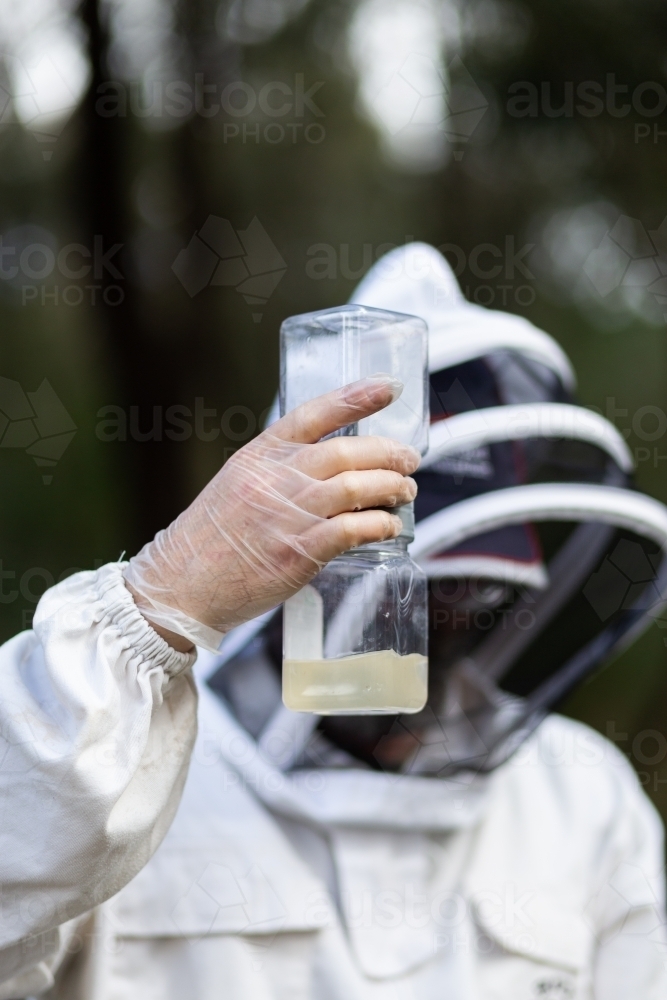 beekeeper testing for varroa mite using alcohol wash - Australian Stock Image