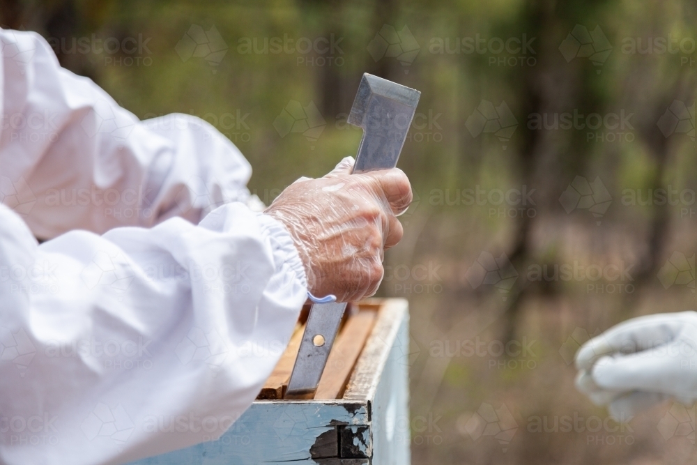 Beekeeper using tool to lift frames from bee super box - Australian Stock Image