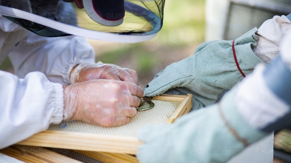 Beekeepers marking a new queen bee during hive inspection - Australian Stock Image