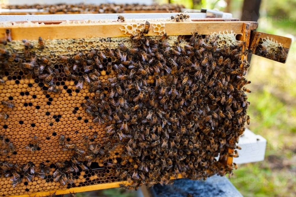 Bees crawling over hive frame during honey harvest and hive inspection - Australian Stock Image