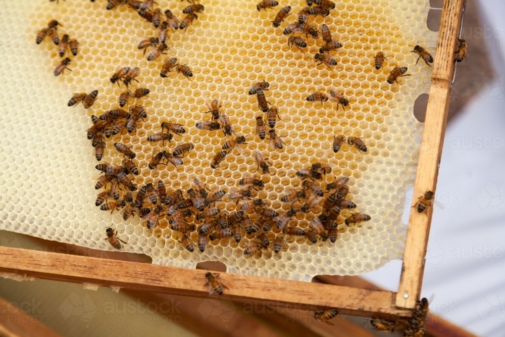 Bees filling new honeycomb with honey - Australian Stock Image