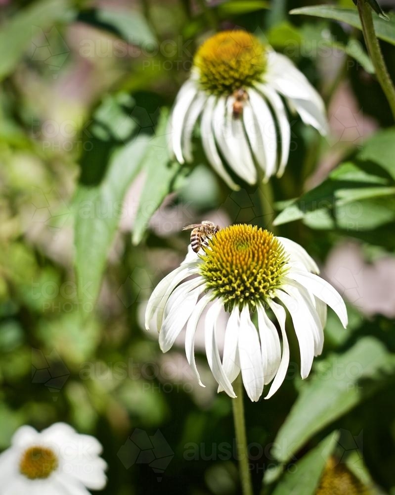 Bees on echinacea flowers - Australian Stock Image
