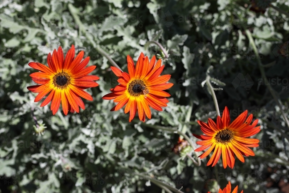 Bees on three bright orange gerberas, shot from above, closeup - Australian Stock Image