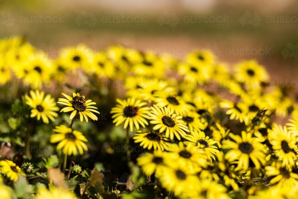 Bees pollinating Capeweed flowers on bright sunny day - Australian Stock Image