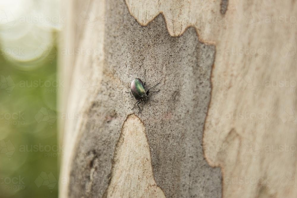 Beetle crawling on a spotted gum - Australian Stock Image