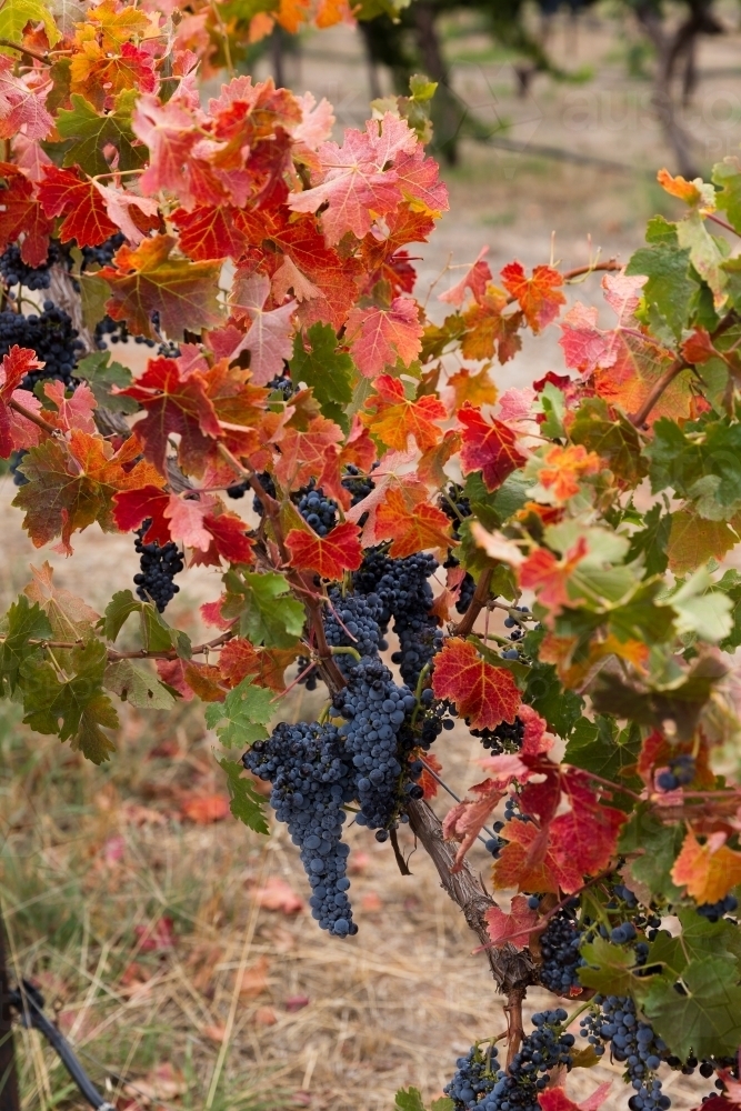 Beginnings of Autumn in the Vineyard - Australian Stock Image