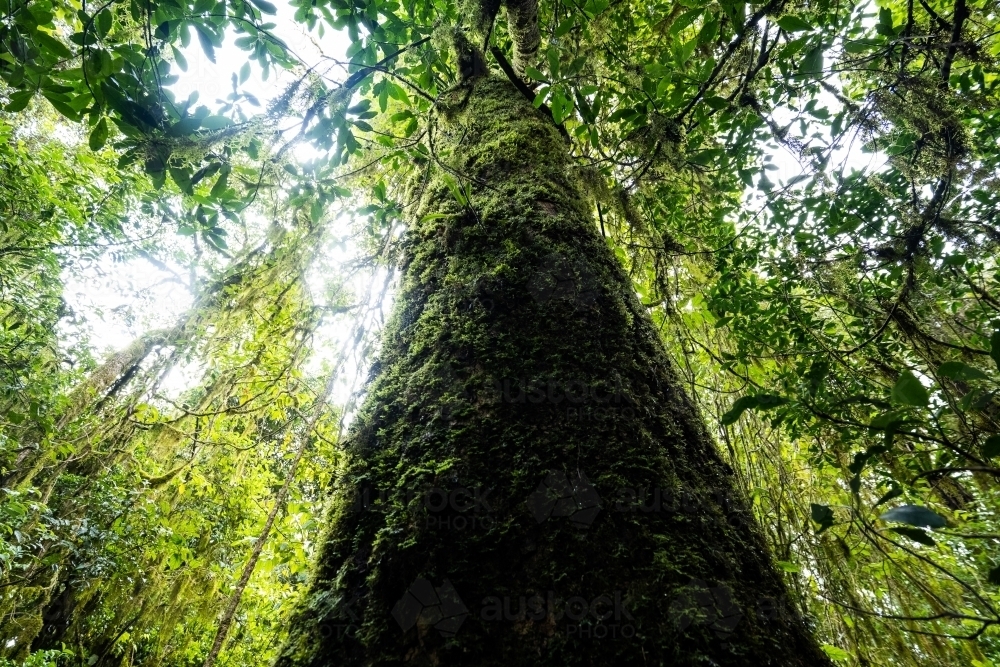 Below angle shot of a green tall green trunk in the forest - Australian Stock Image