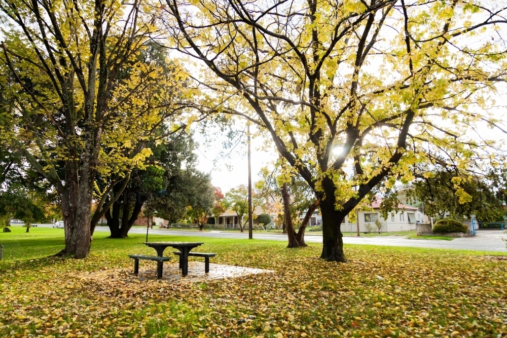 Bench and chair in park in autumn, Alex Stockwell Gardens - Australian Stock Image