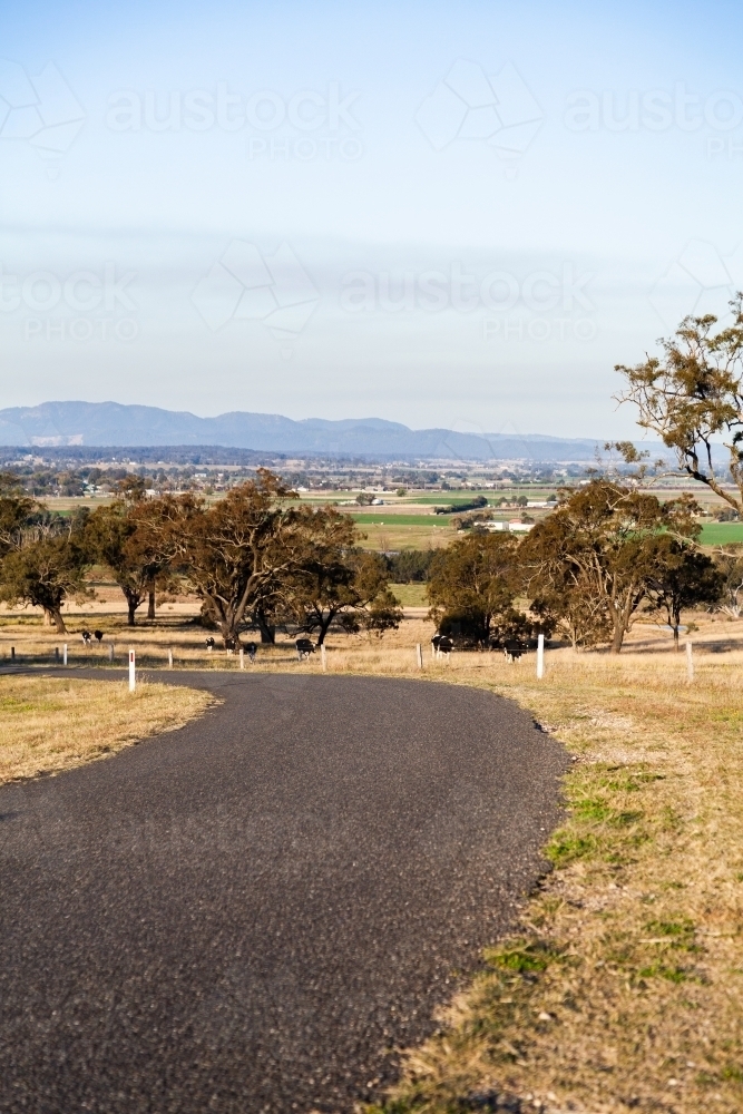 Bend in a country road with dairy cattle in farm paddock beside - Australian Stock Image