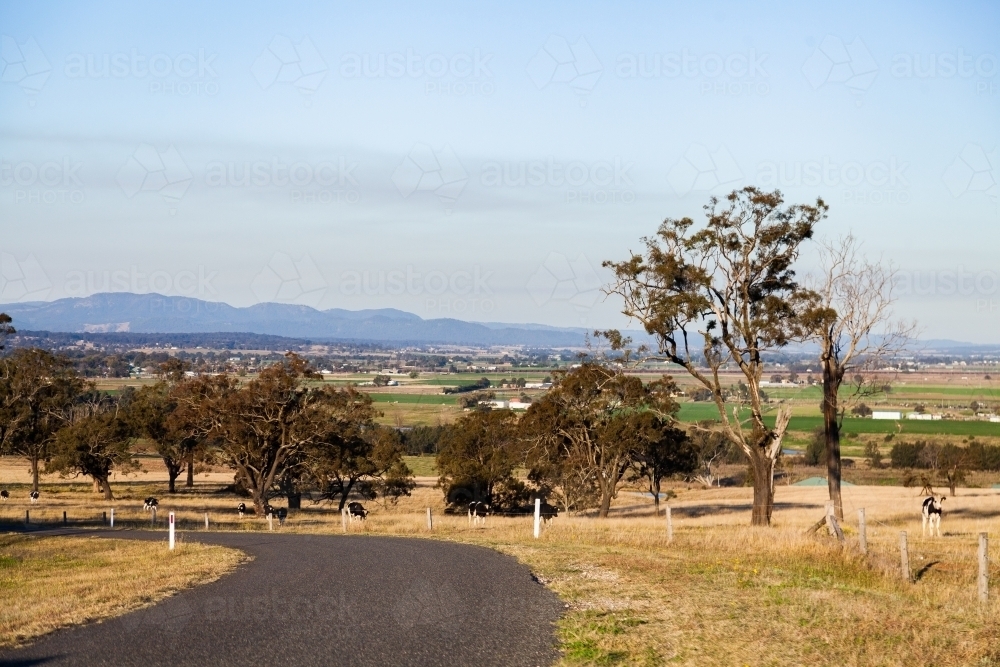 Bend in a country road with dairy cattle in farm paddock beside - Australian Stock Image