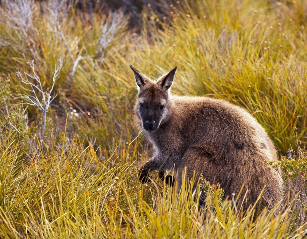Bennett's Wallaby in Buttongrass - Australian Stock Image