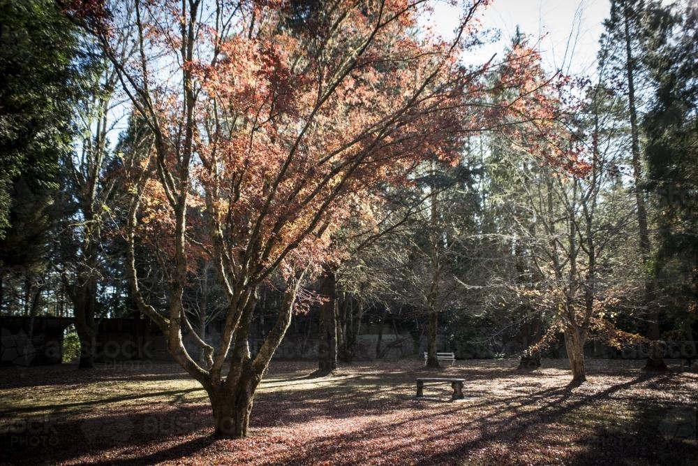 Bent autumn tree in a secluded park - Australian Stock Image
