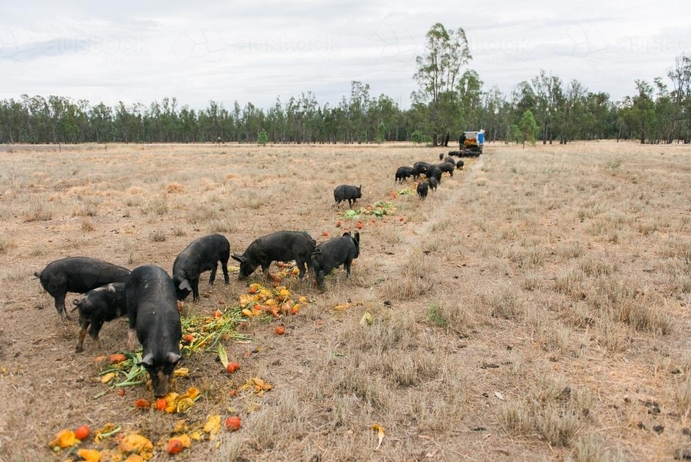 Berkshire Pigs being fed with fruit and veg scraps - Australian Stock Image