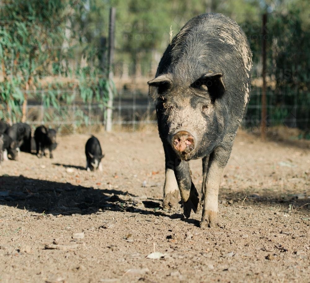 Berkshire Sow Walking towards the Camera with Piglets in Tow - Australian Stock Image