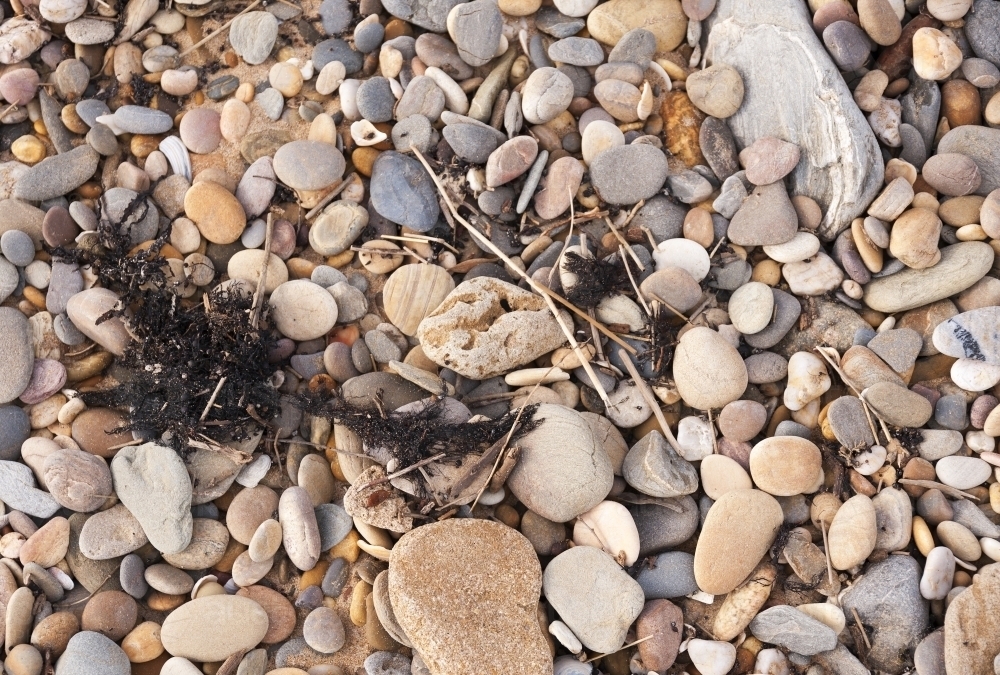 Pebbles of different sizes on the beach with black seaweed - Australian Stock Image