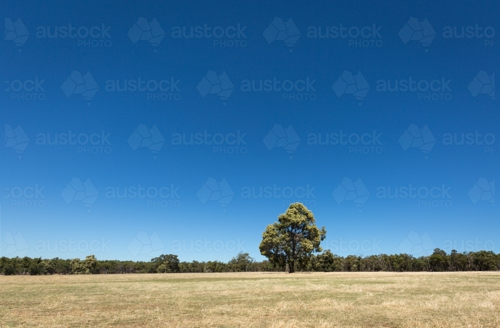 Big blue sky with distant trees and dry grass - Australian Stock Image