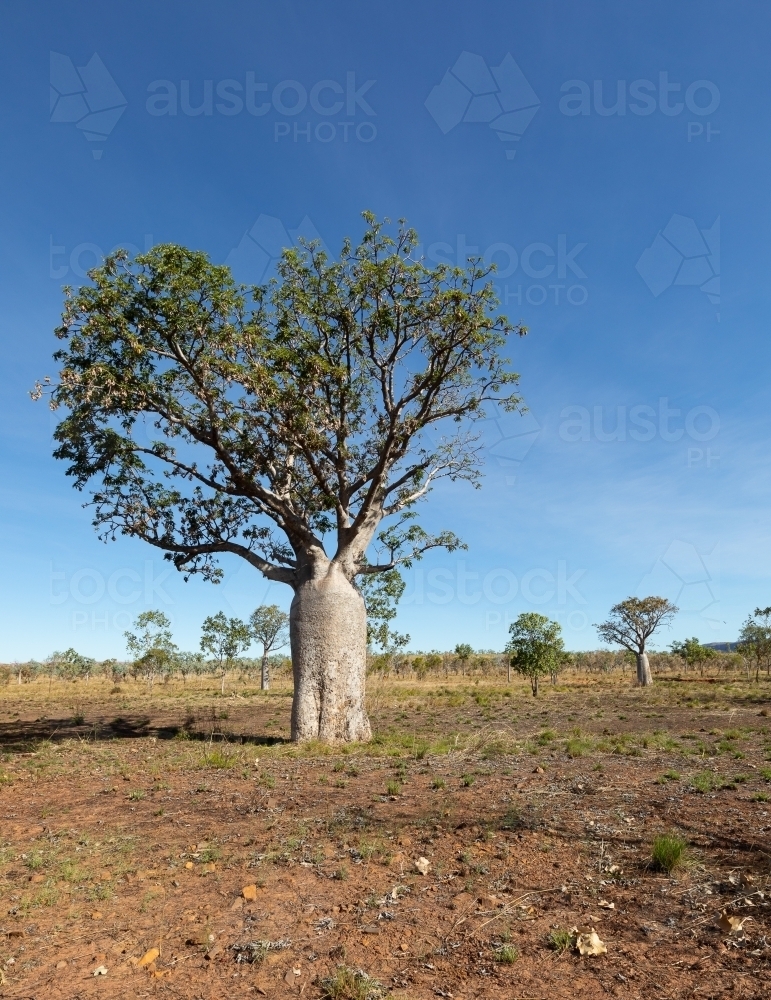 big boab tree in dry season landscape in the kimberley - Australian Stock Image