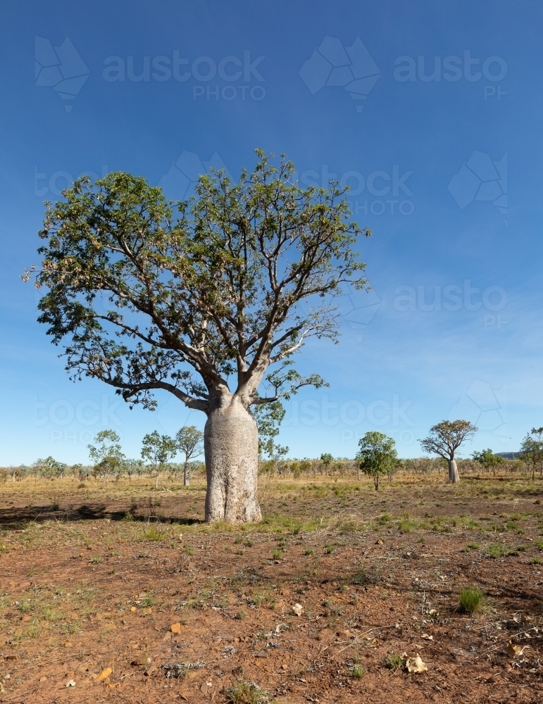 Image of big boab tree in dry season landscape in the kimberley ...