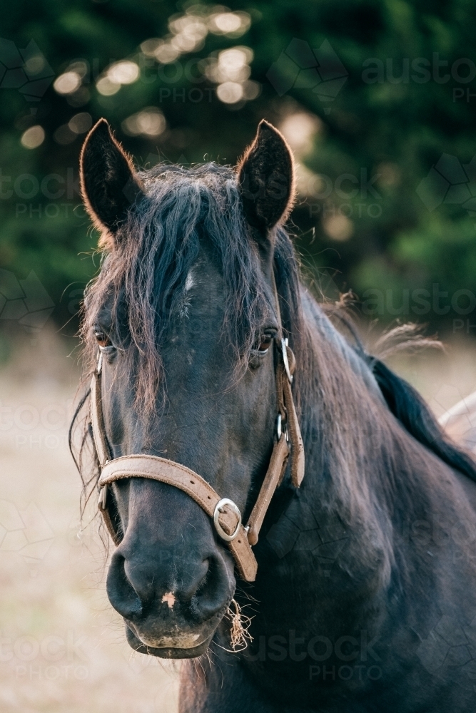 Big dark horse wearing a halter. - Australian Stock Image