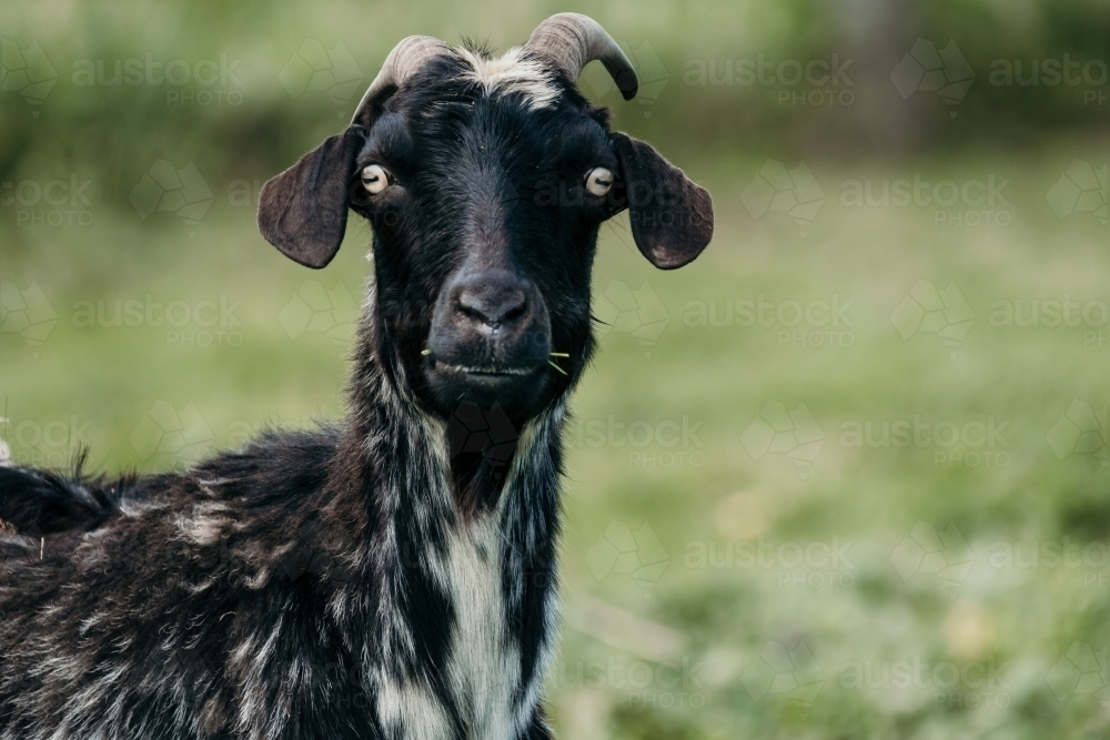 Big eyed goat looks at the camera. - Australian Stock Image
