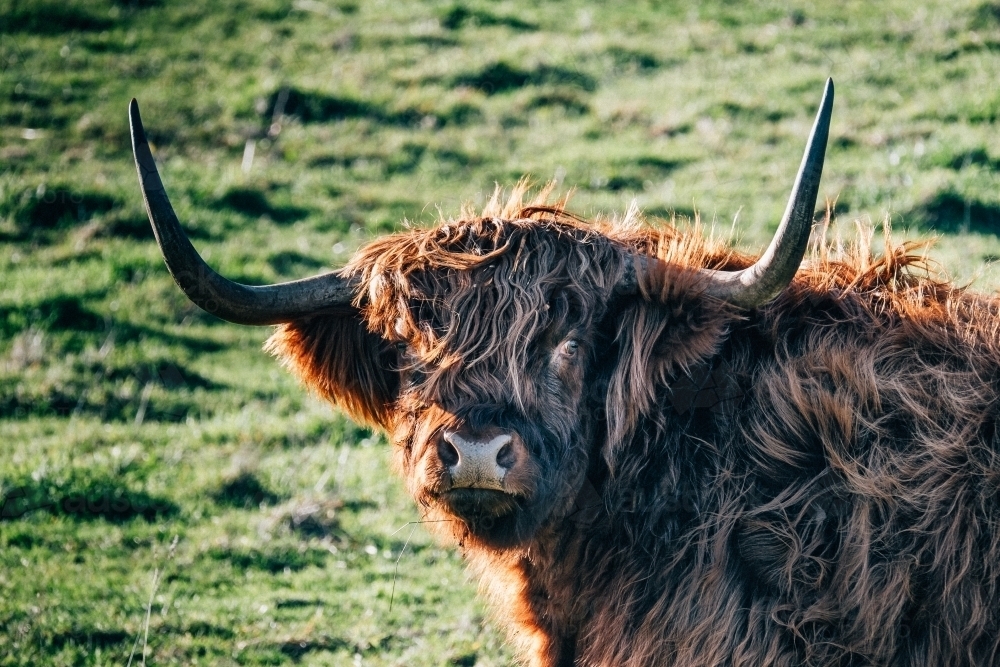 Big furry highland cow with horns - Australian Stock Image