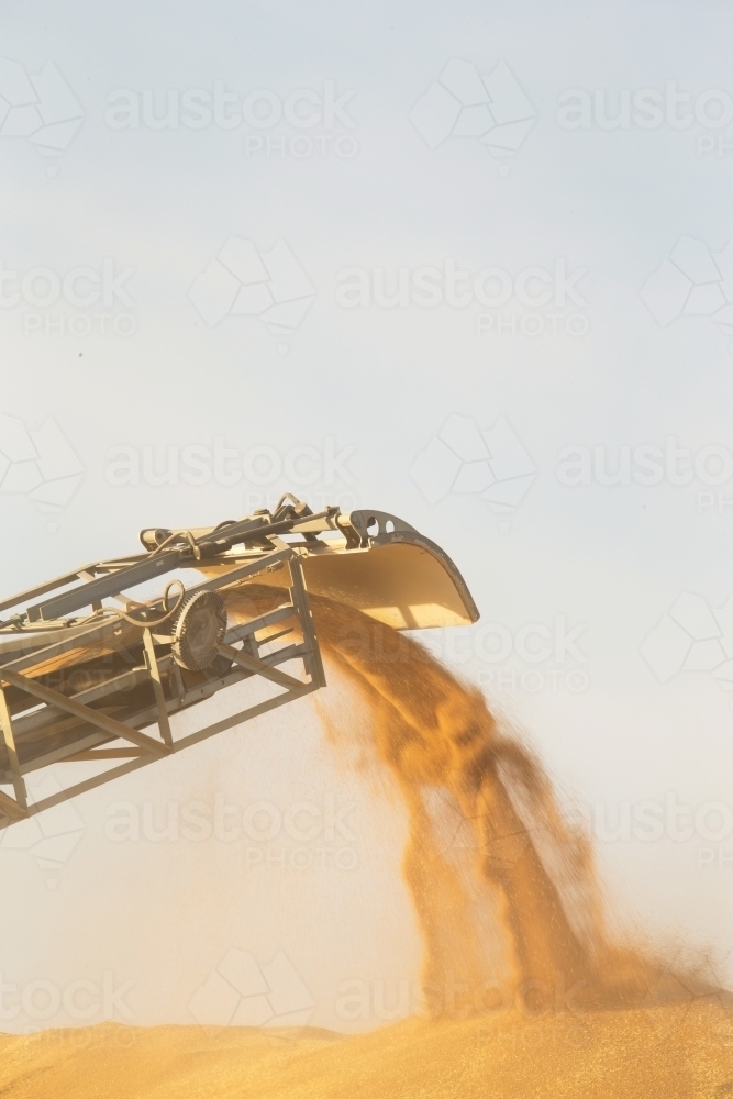 big grey machine pouring grain - Australian Stock Image