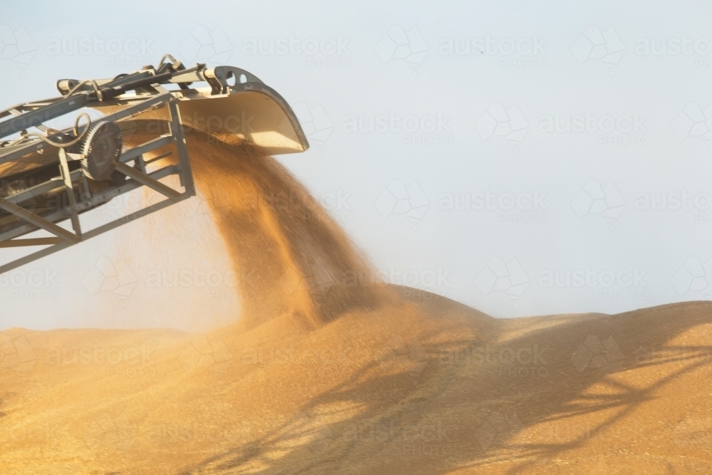 Big industrial steel machine pouring fine grain into the dune - Australian Stock Image