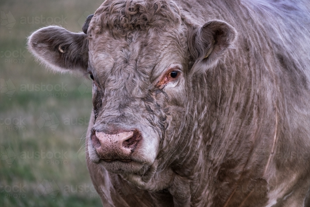 Big murray grey bull up close - Australian Stock Image
