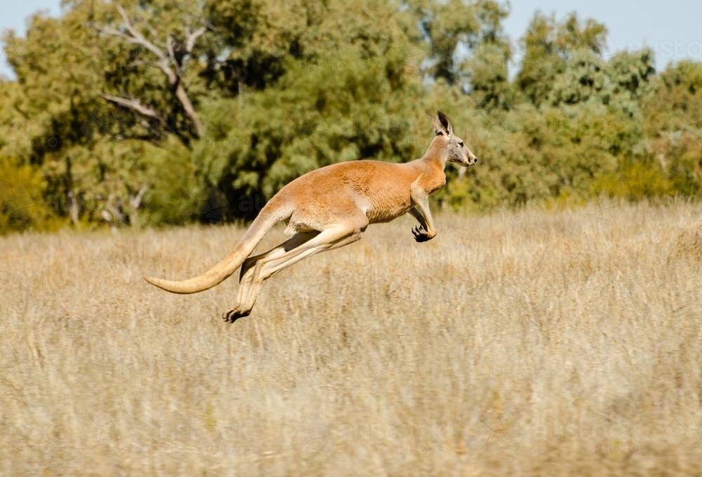 Big Red Kangaroo hopping in full stretch and airborne - Australian Stock Image