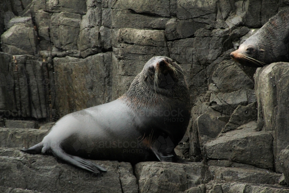 Big seal sitting on cliff in Tasmania - Australian Stock Image