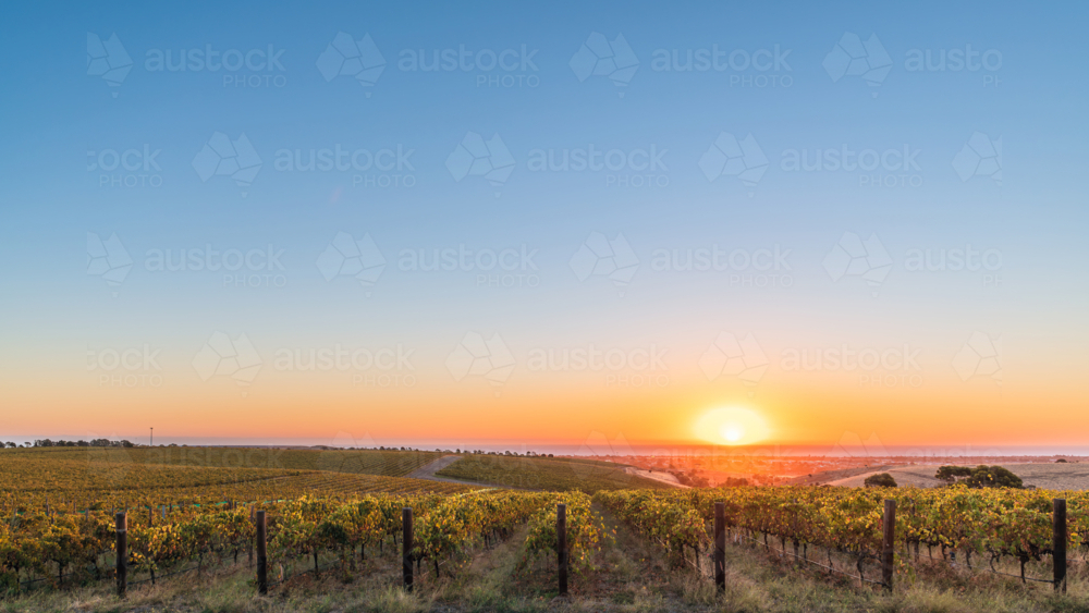 big sky at sunset above McLaren Vale valley vineyard - Australian Stock Image
