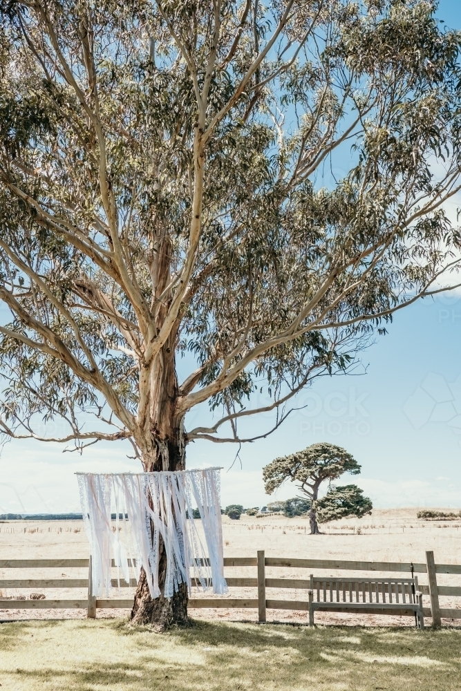 Big tree ready for wedding. - Australian Stock Image