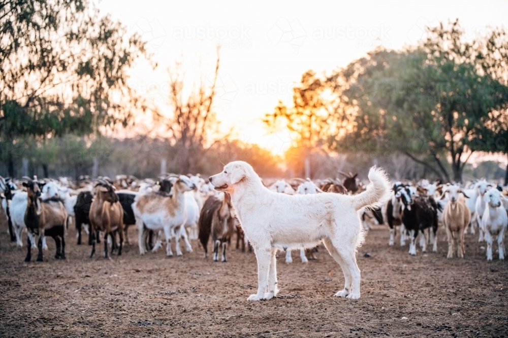 Big white dog standing tall with goats in the background at sunset - Australian Stock Image