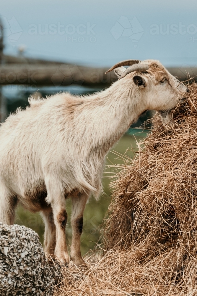 Billy goat eating hay. - Australian Stock Image