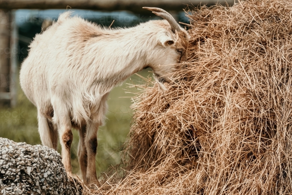 Billy goat eating the hay bale. - Australian Stock Image