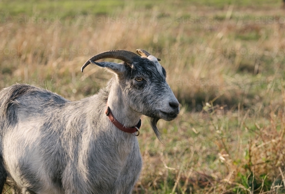 Billy goat with a collar in the paddock - Australian Stock Image