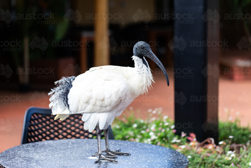 bin chicken ibis bird standing on outdoor table at restaurant - Australian Stock Image