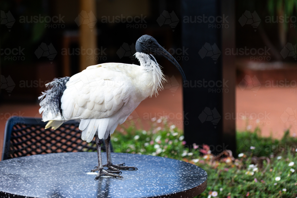 bin chicken ibis bird standing on outdoor table at restaurant - Australian Stock Image