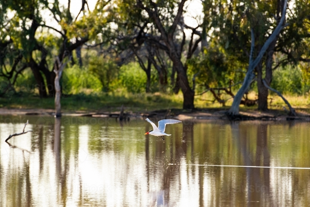 Bird flying away from still water with water droplets and reflections - Australian Stock Image