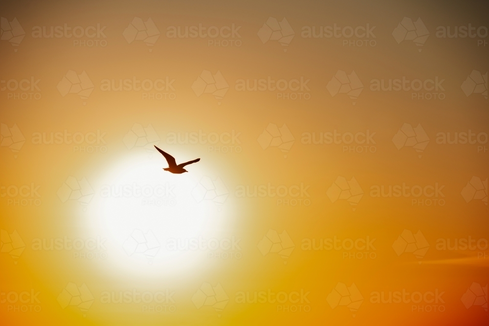 Bird flying silhouetted against large orange sunset in the sky - Australian Stock Image