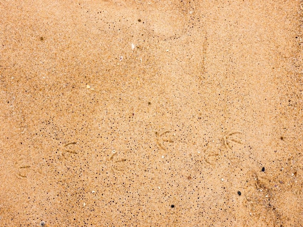 Bird footprints and subtle patterns in beach sand - Australian Stock Image
