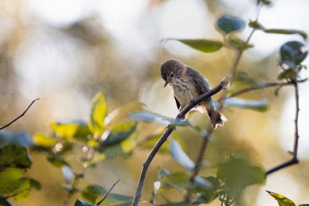 Bird juvenile rufous whistler - Australian Stock Image