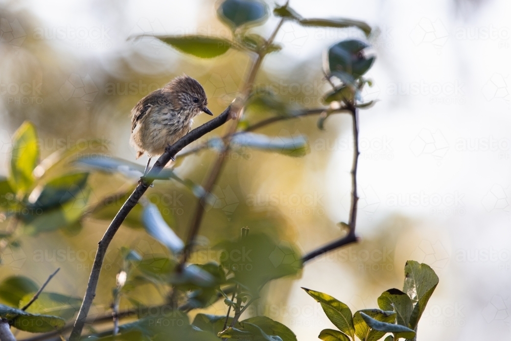 Bird juvenile rufous whistler - Australian Stock Image