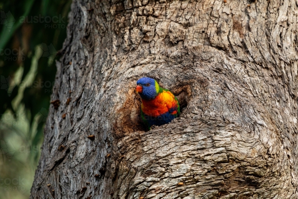 bird looking out of nest in tree hollow horizontal - Australian Stock Image